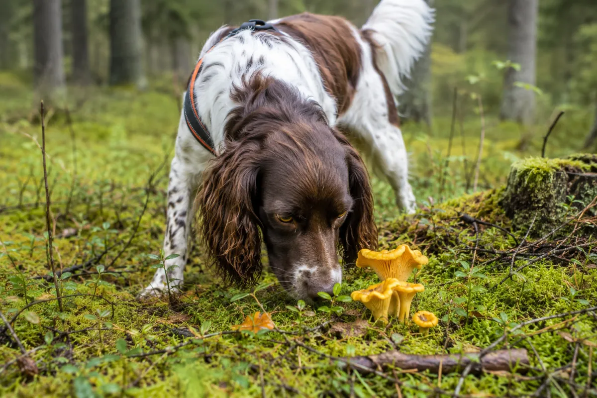 Hund som søker etter godbit i tom pappeske