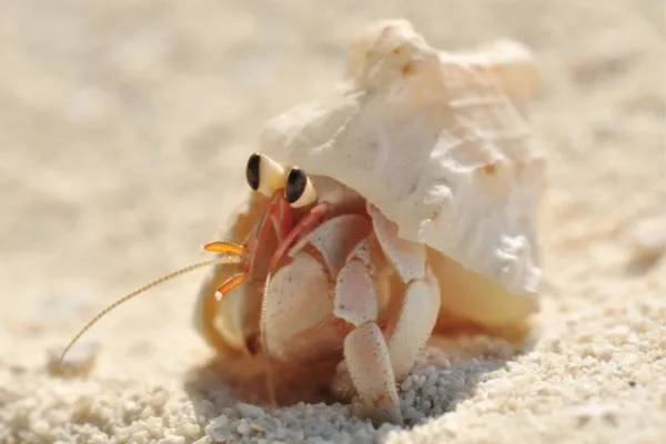 Coming out of your Shell: Vulnerability, Growth & Crustaceans