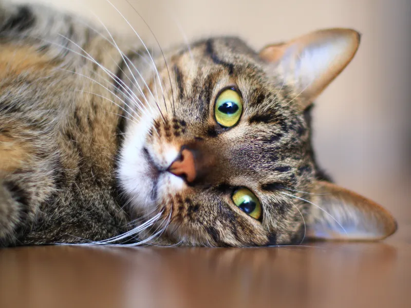 Sunlit private cat boarding suite with a content tabby on a window ledge, soft bedding, and natural morning light.