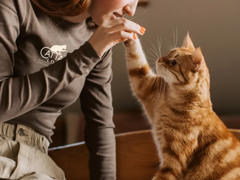 Sunlit private cat boarding suite with a content tabby on a window ledge, soft bedding, and natural morning light.