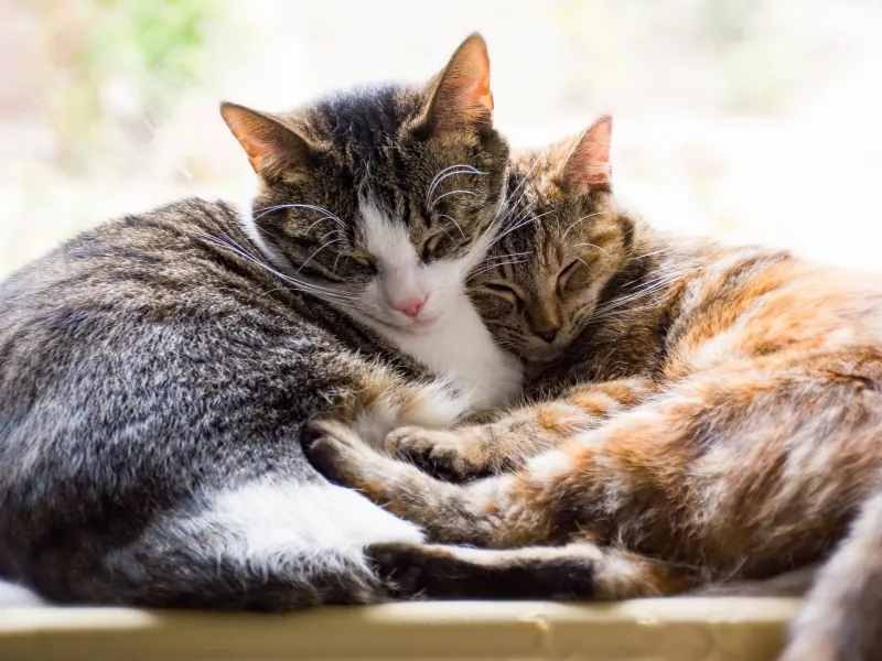 Kitties cuddling in sun lit suite 