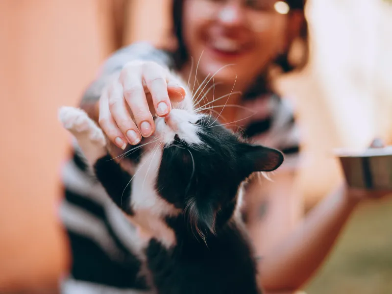 A playful Bengal cat exploring a custom-built climbing wall in a sunlit, modern cat suite with interactive toys.