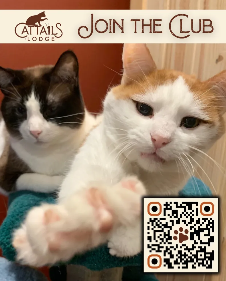 A group of cat owners and pet professionals in a cozy lounge, sharing ideas and smiling, with cats playing nearby.