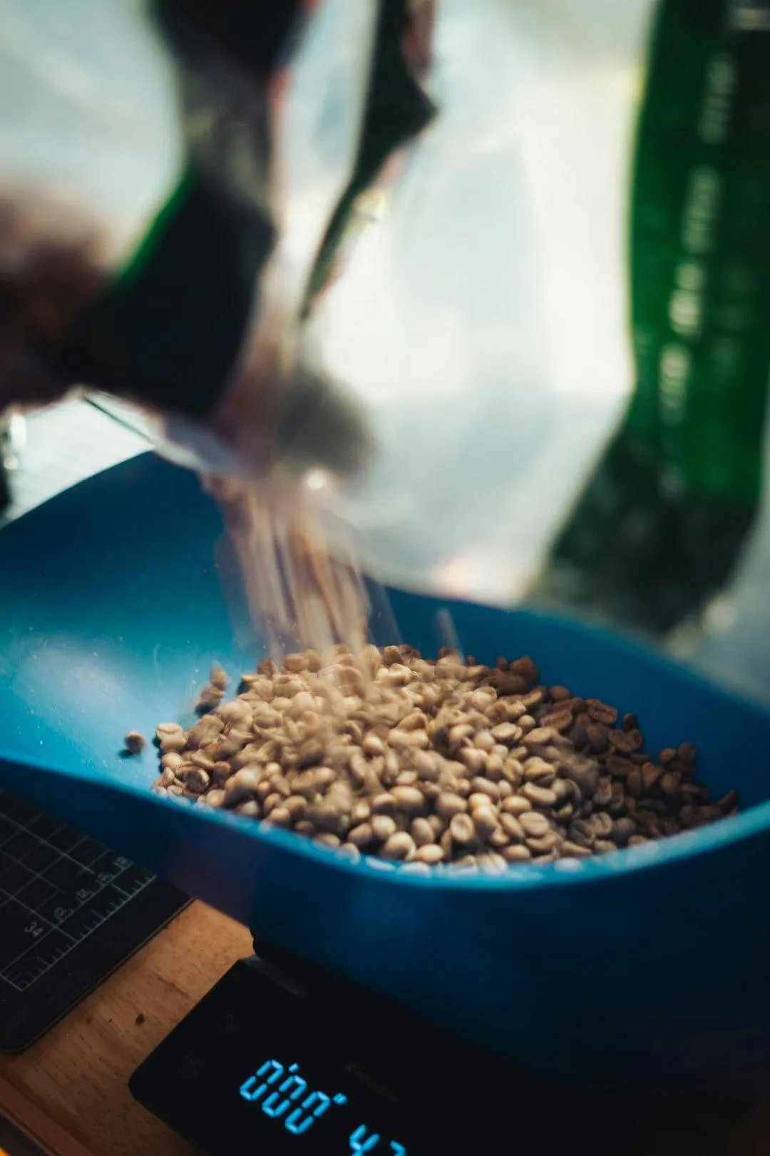 a lush green forest filled with lots of trees