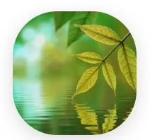 testimonial - middle age leaves, 15 lb lost, improved blood sugar