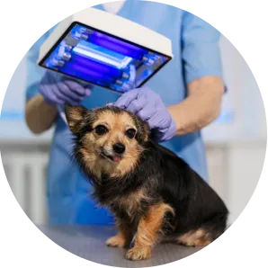 Senior Dog Care