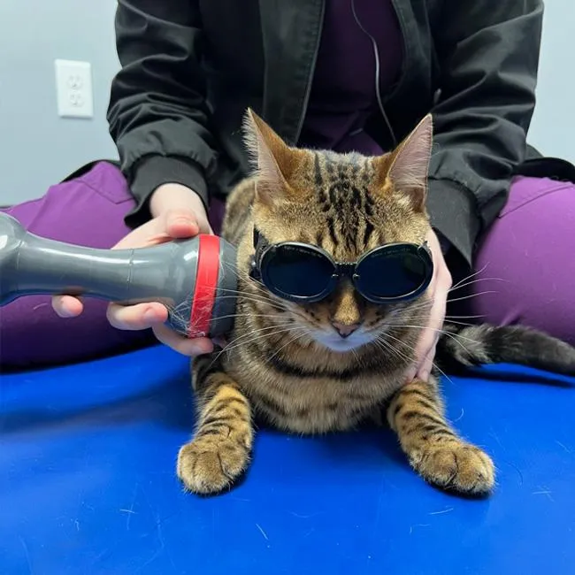 Cold Laser Therapy for Cats