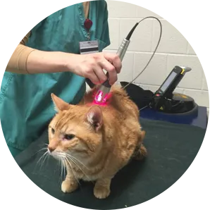 Senior Cat Care