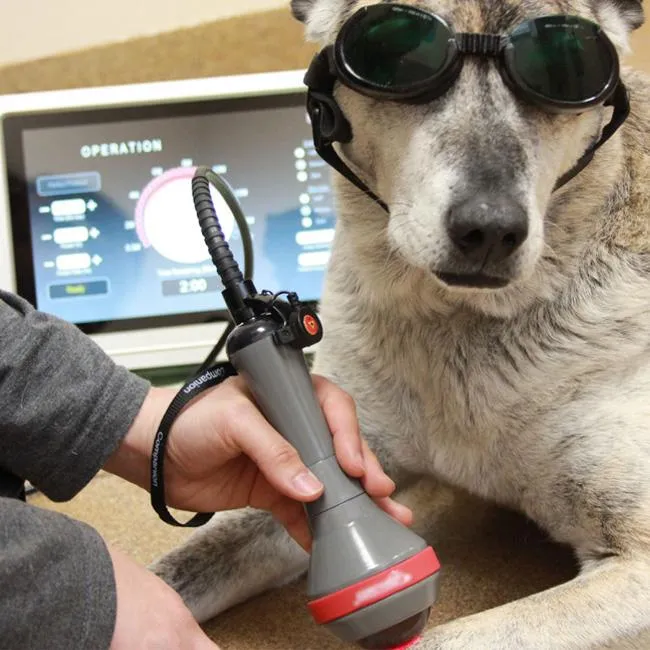 Cold Laser Therapy for Dogs
