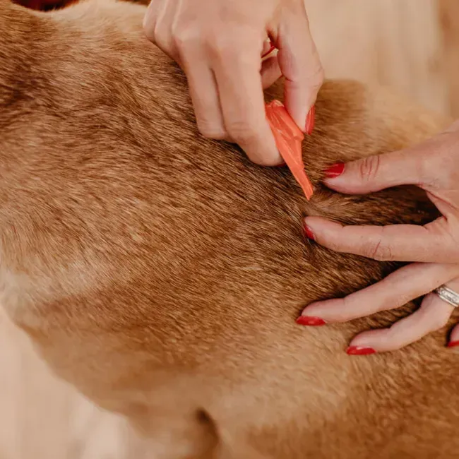 Dog Fleas & Ticks