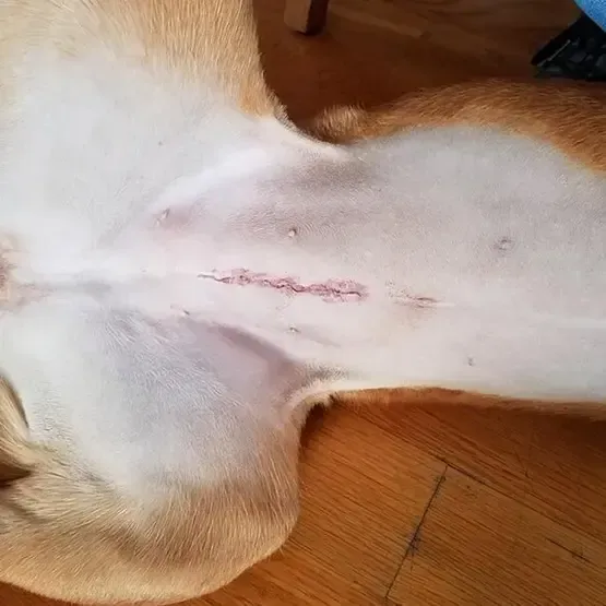 Dog Spaying & Neutering