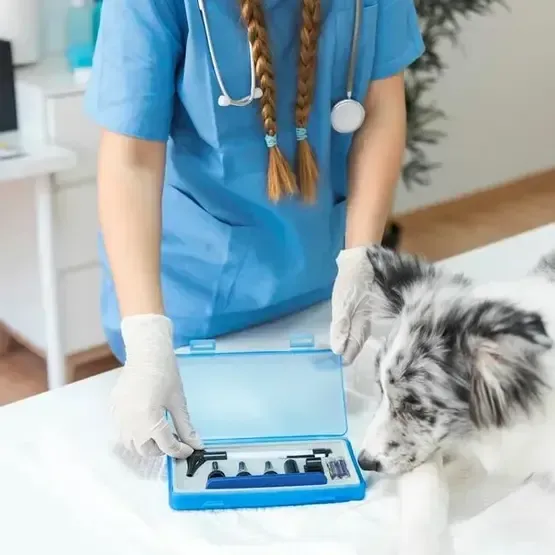 Dog Lab Tests