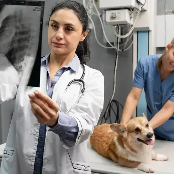 Dog Cancer