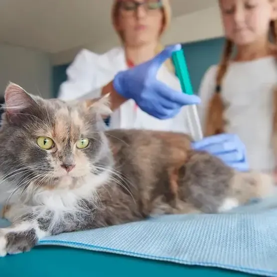 Cat Anesthesia