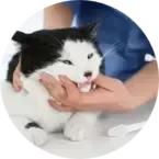 Dental Services