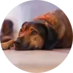 Pet Euthanasia