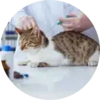 Preventative Care