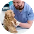 Dog Preventive Care