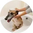 Dog Bathing & Hygiene