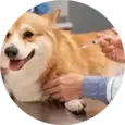 Dog Vaccinations