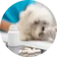 Dog Deworming