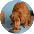 Dog Nutrition