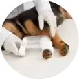 Dog Emergencies