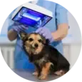 Senior Dog Care