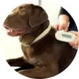 Dog Microchipping