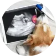 Dog Pregnancy