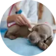 Dog Cardiology