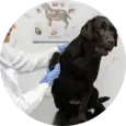 Dog Diagnostic Imaging