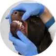 Dog Dental