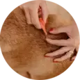 Dog Fleas & Ticks
