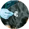 Dog Heartworms