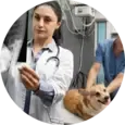 Dog Cancer