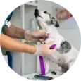 Dog Surgery
