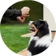 Dog Behavior