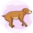 Dog Anal Sacs