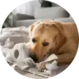 Dog Allergies