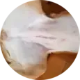 Dog Spaying & Neutering