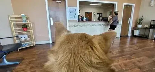 Emergency Vet Hospital Stockton CA
