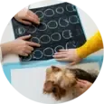 Patella Luxation Treatments Stockton CA