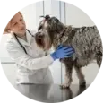 Pet Hip Dysplasia Stockton CA
