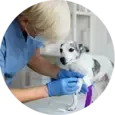 Cruciate Ligament Disease