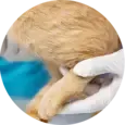 Stifle (Knee) Osteochondritis Dissecans (OCD)