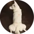 Hip Dysplasia