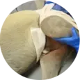 Coxofemoral (Hip) Luxation