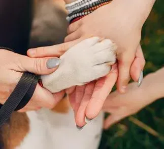 Dog Cardiology Stockton CA