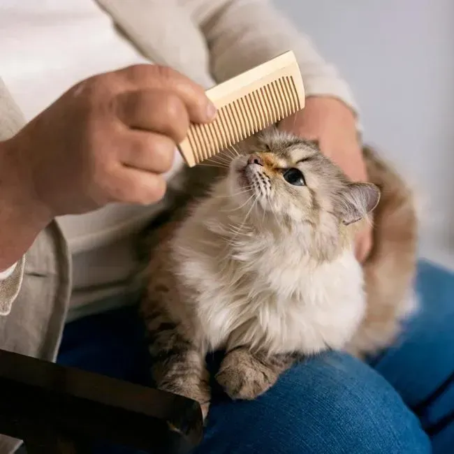 Kitten Care